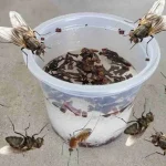 Esto hace que moscas, mosquitos y cucarachas salgan volando en menos de 10 minutos