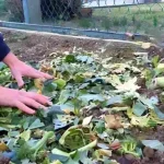 No tires los restos de las plantas del jardín, valen oro si las reutilizas así