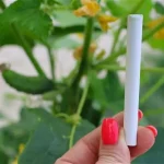 Añádelo al pepino una vez al mes y en una semana duplica todo el rendimiento