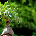 Ficus Bonsai en casa, ama este lugar: si lo dejas aquí vivirá para siempre