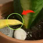 Lengua de suegra, si ya tiene hojas amarillas puedes solucionarlo inmediatamente haciéndolo