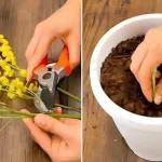 Mimosa, no la tires: la ramita es suficiente para crear una planta maravillosa