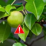 Cuidado con el árbol de la muerte, te puede matar si lo tocas mientras llueve