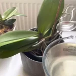 Orquídeas, 1 cucharada es suficiente y florecerán sin parar: abono muy potente
