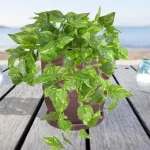 El mejor abono para Epipremnum: verás como crecerá visiblemente