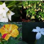 10 plantas que florecen solo de noche: tu jardín se convertirá en un lugar mágico
