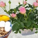 Estos ingredientes valen oro para las plantas: nunca habían sido tan exuberantes