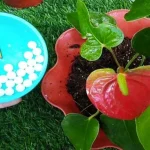 Anthurium, cómo cuidarlo y cultivarlo en casa: solo así vivirá mucho tiempo