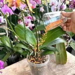 Este ingrediente es capaz de hacer que la orquídea crezca y florezca infinitamente.