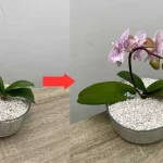 Usa esto en lugar de tierra, nunca has tenido orquídeas así: estarán muy frondosas