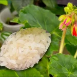 Prepara 1 cucharada de esto y cualquier flor que tengas en el jardín cobrará vida al instante.