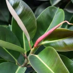 Cómo cultivar ficus robusta en casa y combatir los contaminantes