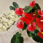 Anthurium, como tener una explosión de flores – el barrio querrá saber el secreto