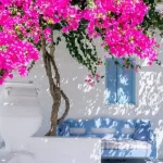 Qué plantas trepadoras elegir para cultivar en el jardín o en el balcón