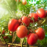 20 Mistakes That Can Destroy Your Tomato Harvest