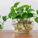 7 plants that grow and bloom in water, no need to use soil.
