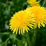 8  Weeds  You Should Never Pull