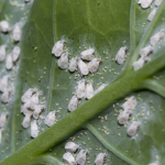 All the insects disappear from the garden. A single organic ingredient