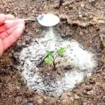 Baking soda: A gardener’s best friend – discover 17 smart uses for the garden