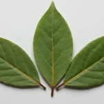 Butterflies in the pantry, with 3 leaves they flutter immediately: you won’t have to throw anything away