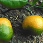 Causes of Fruit Drop in Orange and Lemon Trees