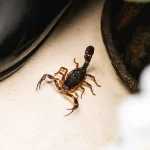Cómo ahuyentar a los escorpiones: todos los consejos a seguir en casa