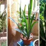 Cómo ayudar a sansevieria a crecer más rápido