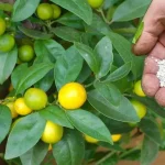 Cómo cuidar el limonero: 10 consejos para hacerlo mejor