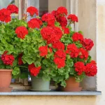 Cómo cultivar y cuidar los geranios