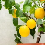Cómo cultivar y cuidar un limonero en maceta: la guía completa