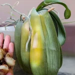Cómo curar hojas de orquídeas amarillas: el método natural