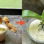 Cómo estimular el crecimiento de las raíces: el método solo con ingredientes naturales