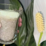 Cómo fertilizar las plantas con arroz