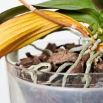 Cómo fortalecer nuevos brotes de orquídeas: el método de la cáscara de plátano
