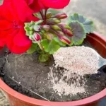 Cómo hacer compost en casa con restos de comida