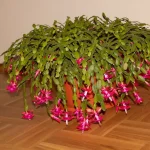 Cómo hacer que los cactus de Navidad florezcan todo el año