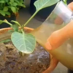 Cómo hacer un abono para plantas: el método solo con ingredientes naturales