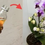 Cómo hidratar las raíces de las orquídeas con un ingrediente natural