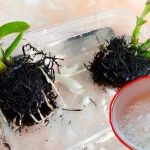 Cómo limpiar las raíces de las plantas: dos ingredientes para tenerlas sanas y fuertes