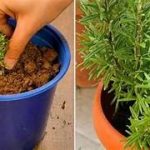 Cómo multiplicar romero: 3 métodos infalibles para reproducirlo sin coste