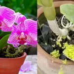 Cómo reutilizar la cáscara de los cítricos para proteger las plantas