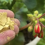 Cómo reutilizar la levadura caducada: los beneficios para tu jardín