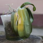 Cómo revivir una orquídea moribunda con chalotes y aloe vera