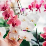 Cómo salvar una orquídea: así es como hacer que vuelva a florecer en 5 sencillos pasos