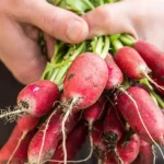 Cultivo exitoso de rábanos: siembra, cultivo, mantenimiento y cosecha de rábanos