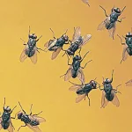 Eliminate Flies During the Hot Season: A Foolproof Method Without Water Bottles