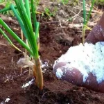 Feed onions with this fertilizer in June – they will grow large every year