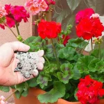 Fertilizar con ceniza – el método perfecto para tus plantas