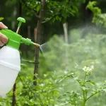 How to Make a Natural Insecticide at Home to Protect Your Plants