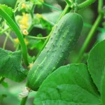 How to Protect Cucumbers from Pests Without Using Chemicals: 2  Main to do immediately